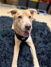 adoptable Dog in  named PARKER