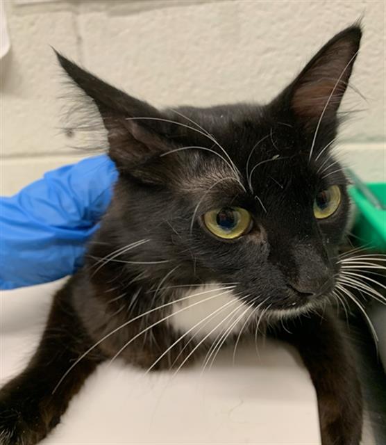 adoptable Cat in Chula Vista, CA named SUKI