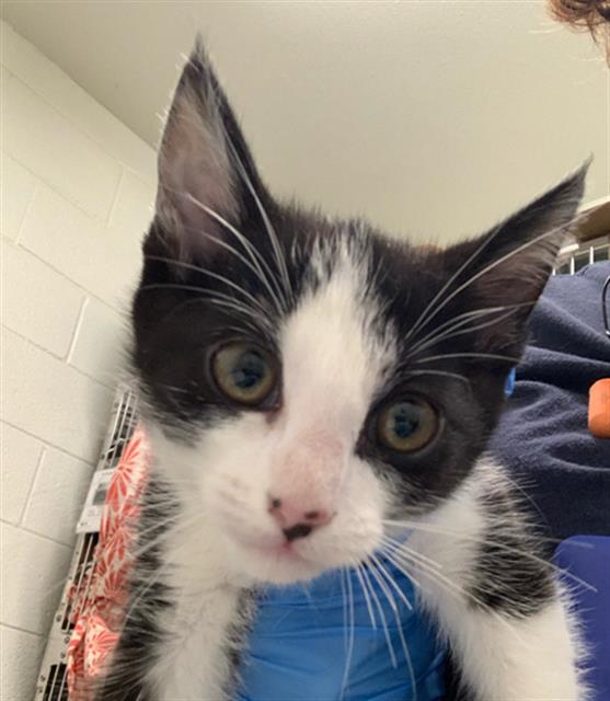 adoptable Cat in Chula Vista, CA named ZURI