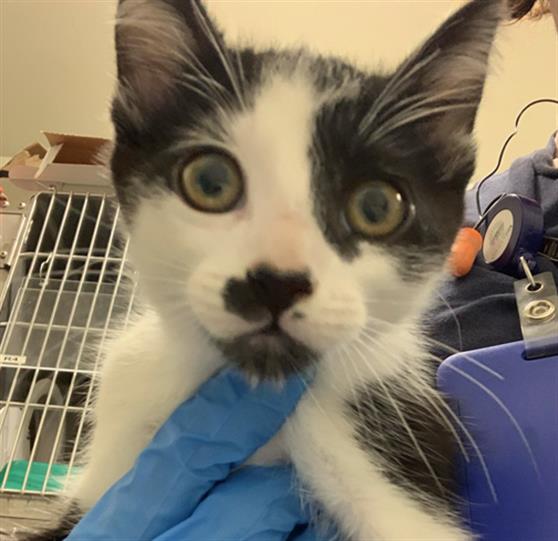 adoptable Cat in Chula Vista, CA named CHASE