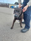 adoptable Dog in  named DANCER