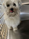 adoptable Dog in  named A264631