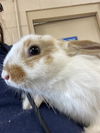 adoptable Rabbit in  named A264711