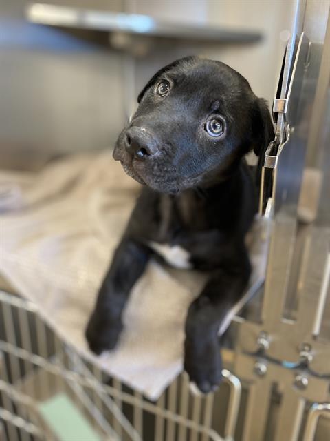 adoptable Dog in Chula Vista, CA named ECLAIR