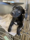 adoptable Dog in  named ECLAIR