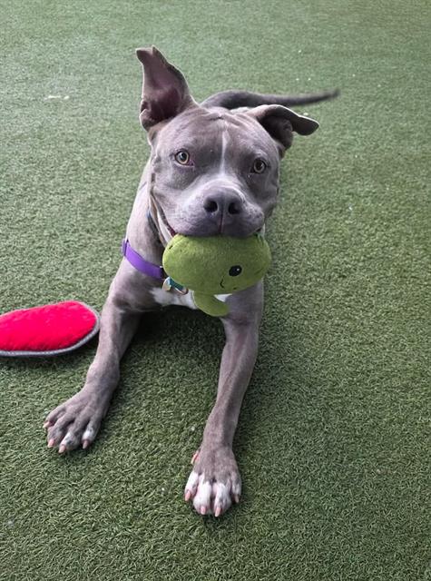 Pit Bull