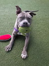 BLUEY - Photo 1