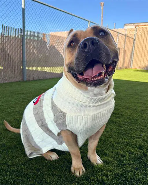 Piper Pinwheeler - Pit Bull Terrier