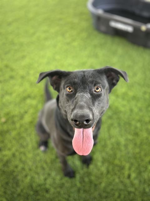 TILLY Image