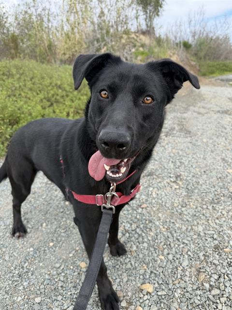 Labrador Retriever