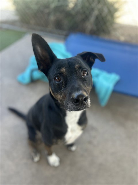 picture of the dog needing adoption