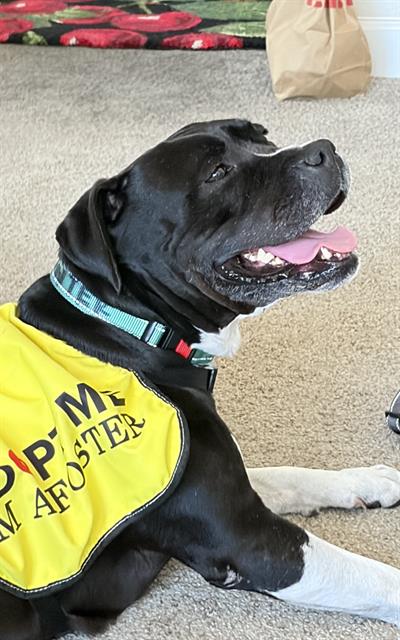 MENNIE - Pit Bull Terrier for adoption in Chula Vista