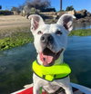 HOWIE - Photo 1
