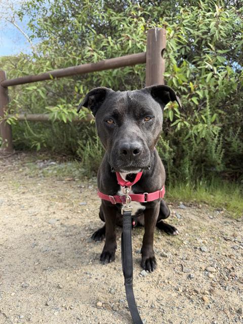 Pit Bull
