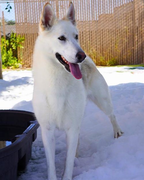 picture of the dog needing adoption