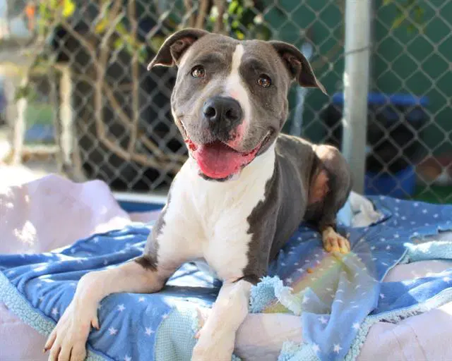 Jules - Pit Bull Terrier