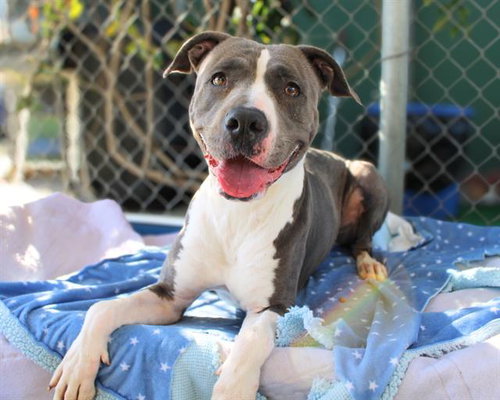picture of the dog needing adoption