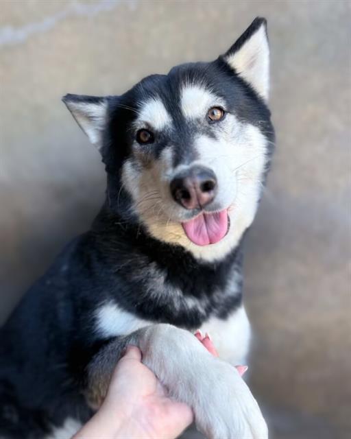 Siberian Husky