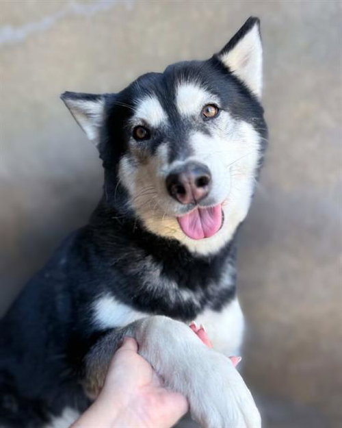 picture of the dog needing adoption