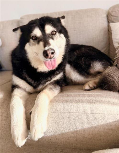 SKYLA, an adoptable Husky in Chula Vista, CA
