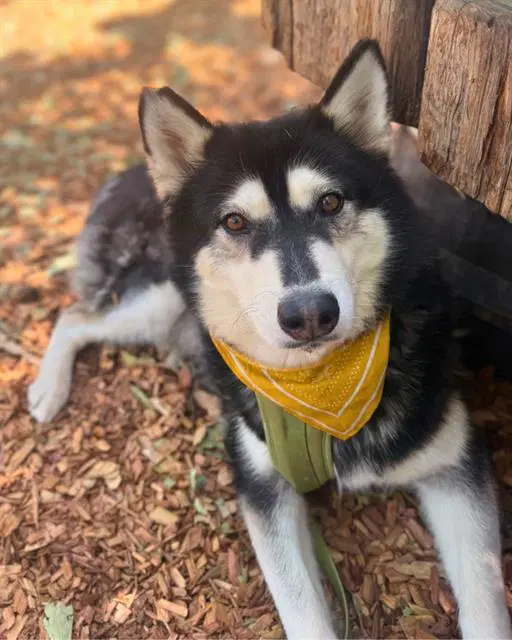 Skyla - Husky