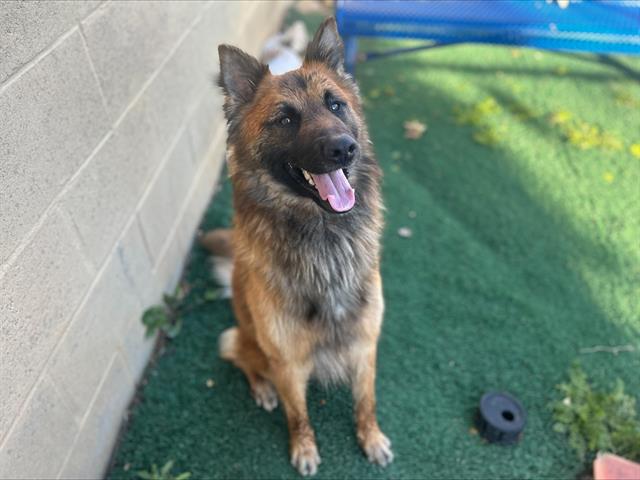 German Shepherd