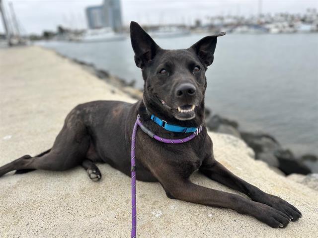 BELLA