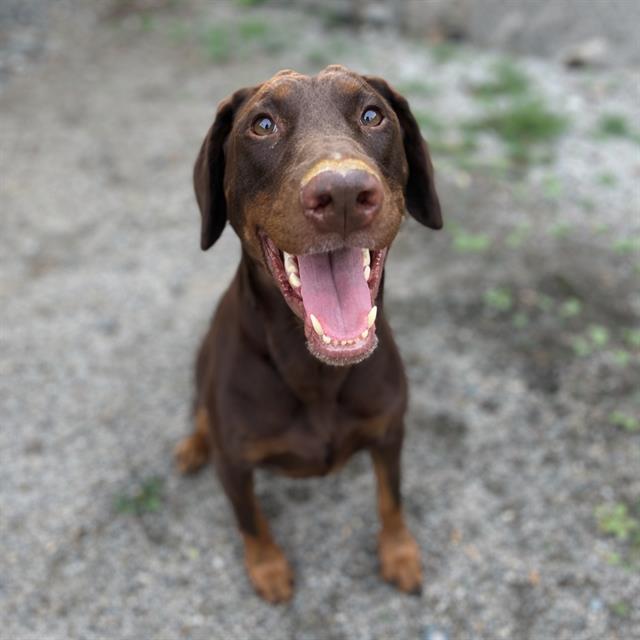 Doberman Pinscher