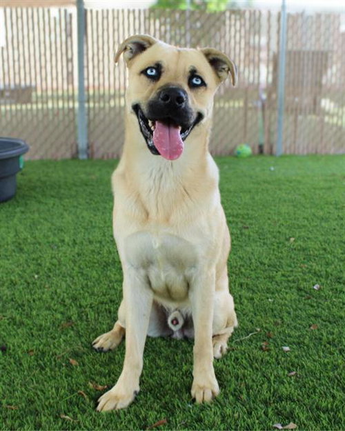 picture of the dog needing adoption