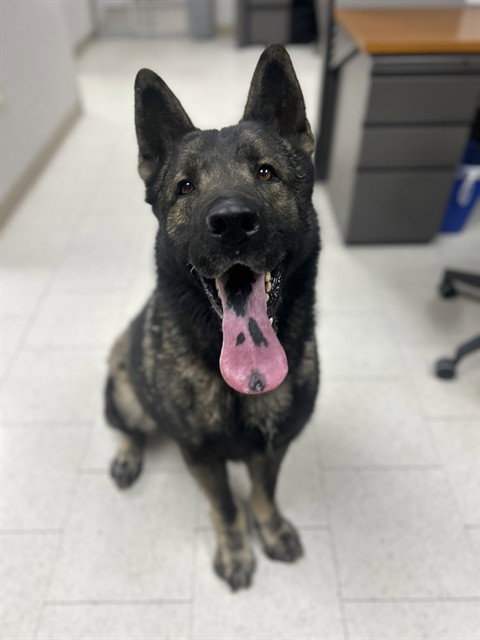 KODA