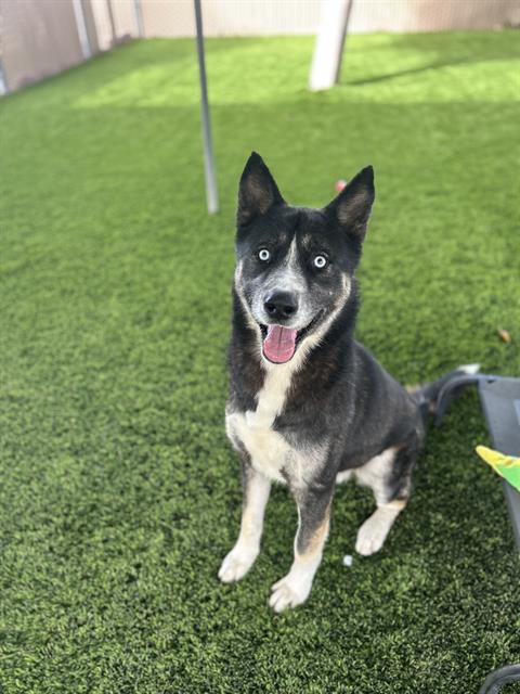 Siberian Husky