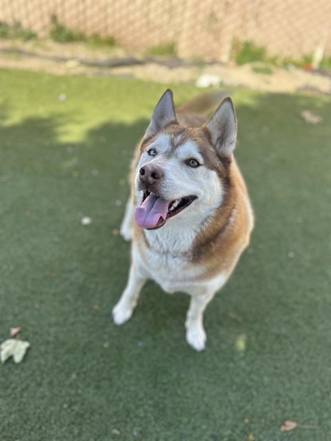 BELLA