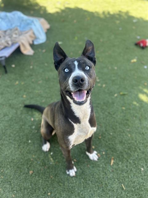 picture of the dog needing adoption