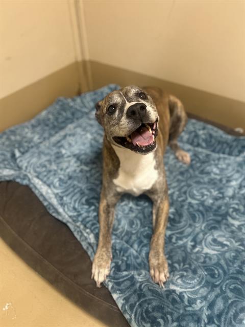 PERRIS LAKE, an adoptable Pit Bull Terrier in Chula Vista, CA