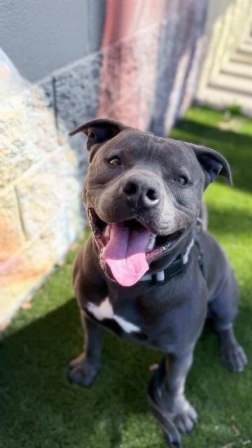DIESEL, an adoptable Pit Bull Terrier in Chula Vista, CA