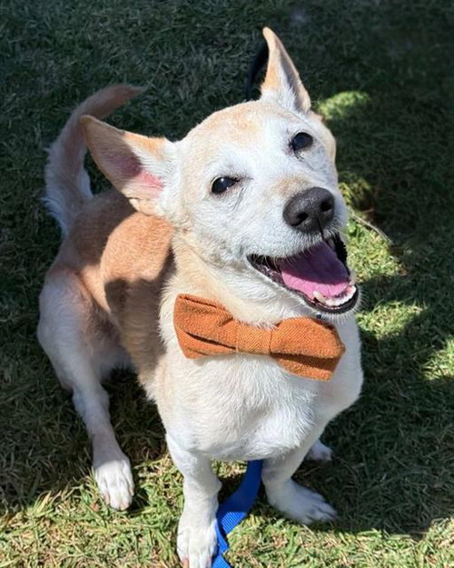 FRITO, an adoptable Terrier in Chula Vista, CA