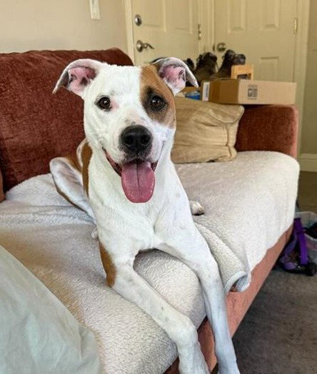 BOOGIE, an adoptable Pit Bull Terrier in Chula Vista, CA