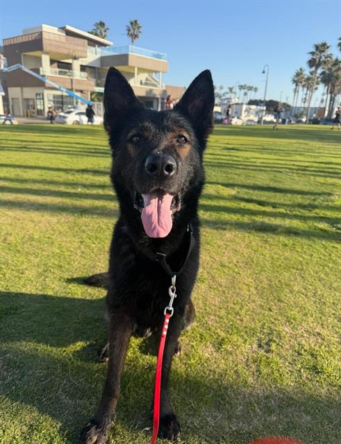 SARGE Image