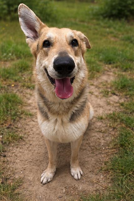 LEO, an adoptable German Shepherd Dog in Chula Vista, CA