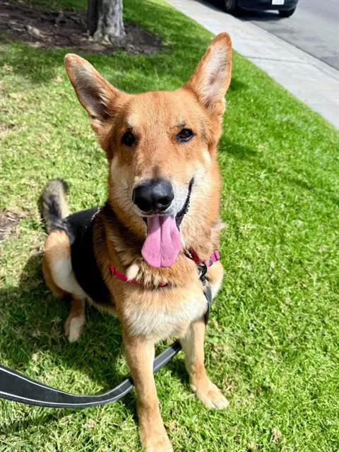 Luca - German Shepherd Dog