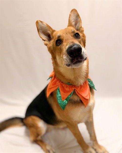 Luca, German Shepherd Dog (medium coat)