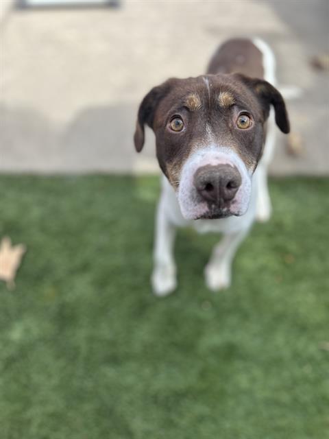 ZIGGY, an adoptable Labrador Retriever in Chula Vista, CA