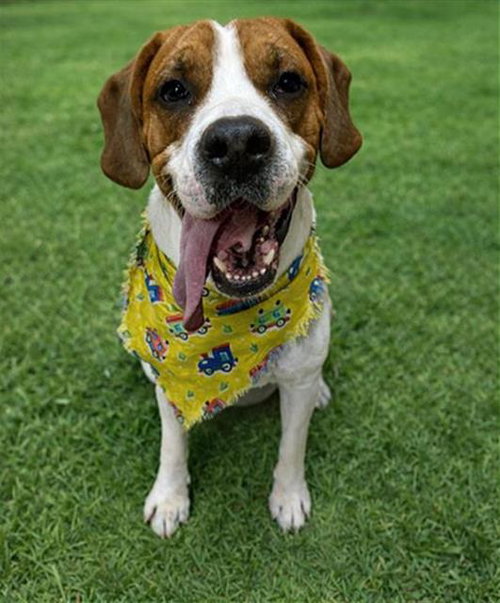 TODD, an adoptable Hound in Chula Vista, CA