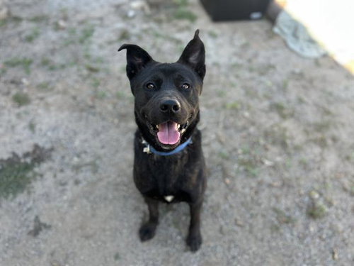 STITCH - German Shepherd Dog available for adoption
