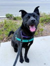 STITCH - Photo 1