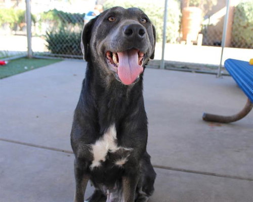 ROSIE, an adoptable Labrador Retriever in Chula Vista, CA