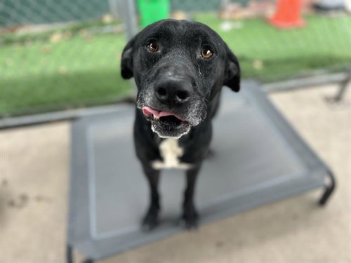 REX, an adoptable Labrador Retriever in Chula Vista, CA