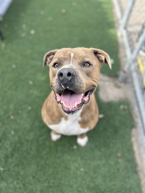 BOB, an adoptable Pit Bull Terrier in Chula Vista, CA