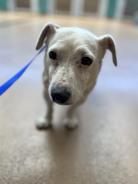 PONCHO, an adoptable Dachshund in Chula Vista, CA