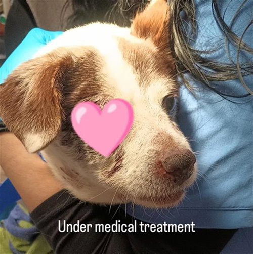 ELOY, an adoptable Terrier in Chula Vista, CA
